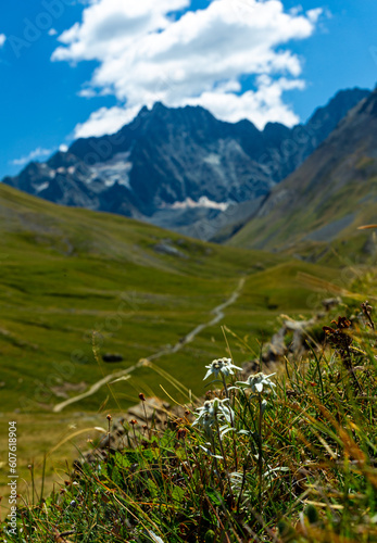 Edelweiss III - Parc National des Ecrins