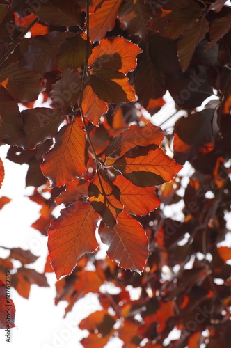 Brown tree leaves, leaf photographed against the light in close-up, background for ecological use. © Adam Bialek