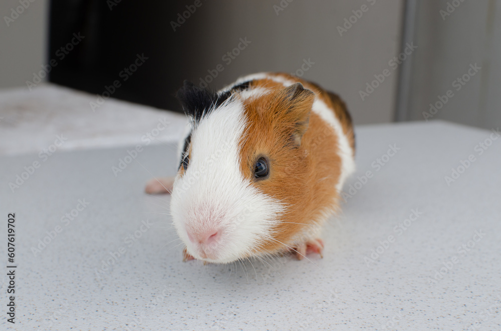 The guinea pig or cuy is a species of South American rodent in the caviidae family, which also includes the guinea pig, guinea pig and mara. They are also known as guinea pigs and pre-kingdom. The guinea pig or cuy is a species of South American rodent in the caviidae family, which also includes the guinea pig, guinea pig and mara. They are also known as guinea pigs and pre-kingdom.