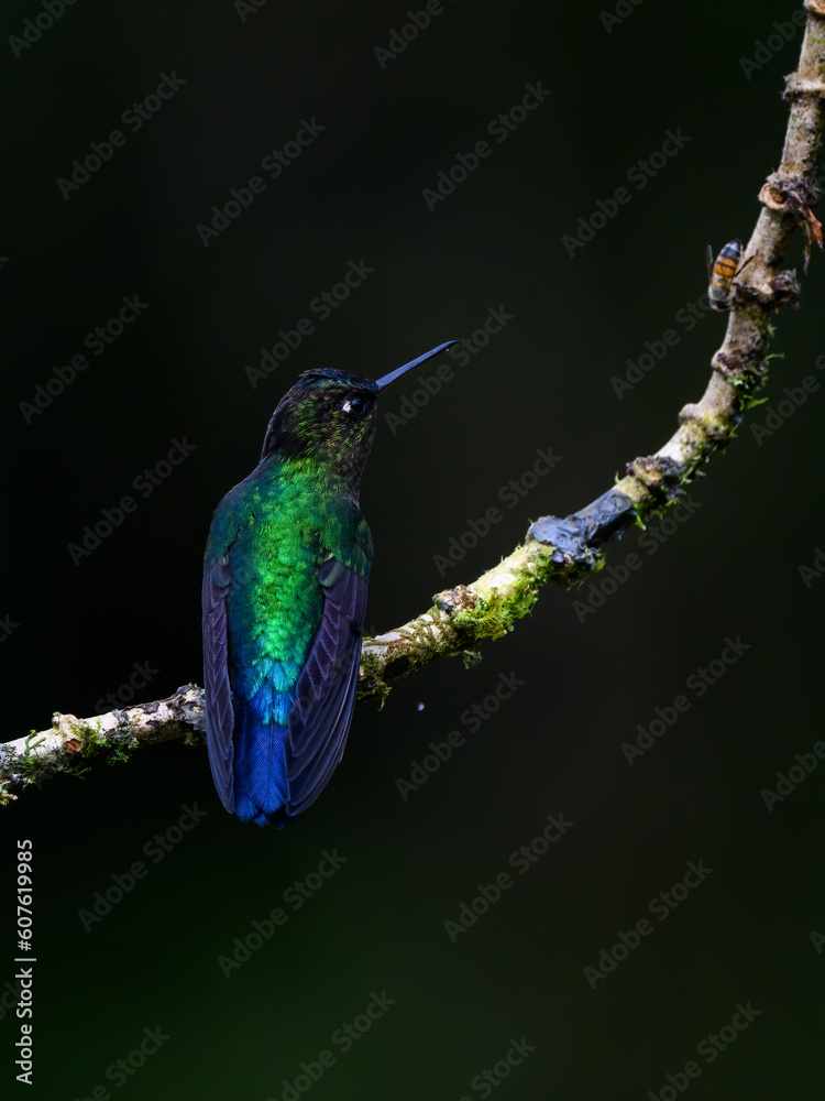 Fototapeta premium Talamanca Hummingbird portrait on mossy stick against green background