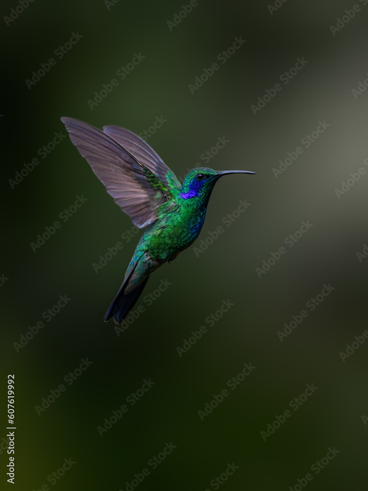 Fototapeta premium Lesser Violetear Hummingbird in flight on green background