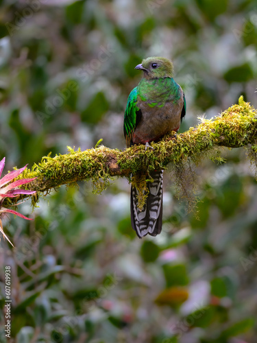 Female Resplendent Quetzal on mossy stick against green background