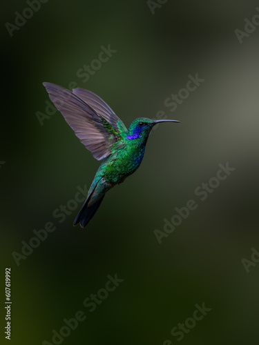 Lesser Violetear Hummingbird in flight on green background