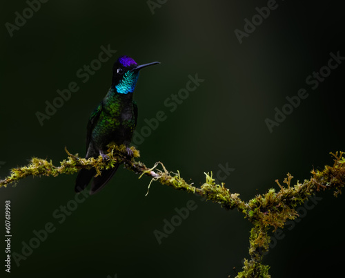 Talamanca Hummingbird portrait on mossy stick against green background