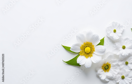 Spring flower on white background copy space flat lay mock up