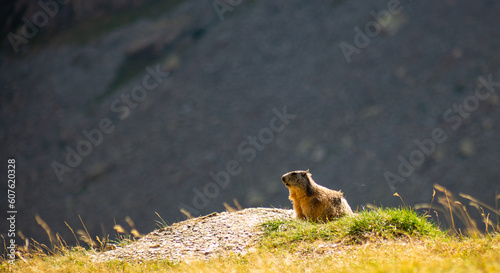 Marmotte III - Parc National des Ecrins