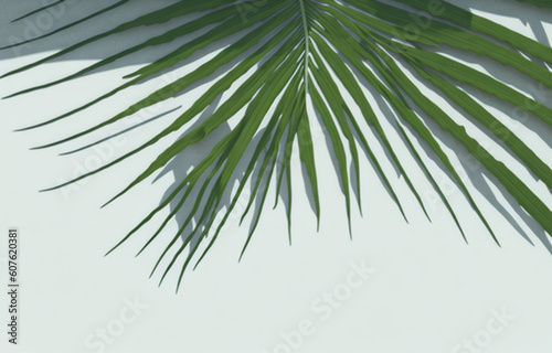 Tropical palm leaves on concrete textured background. Shadows of leaves in sunlight