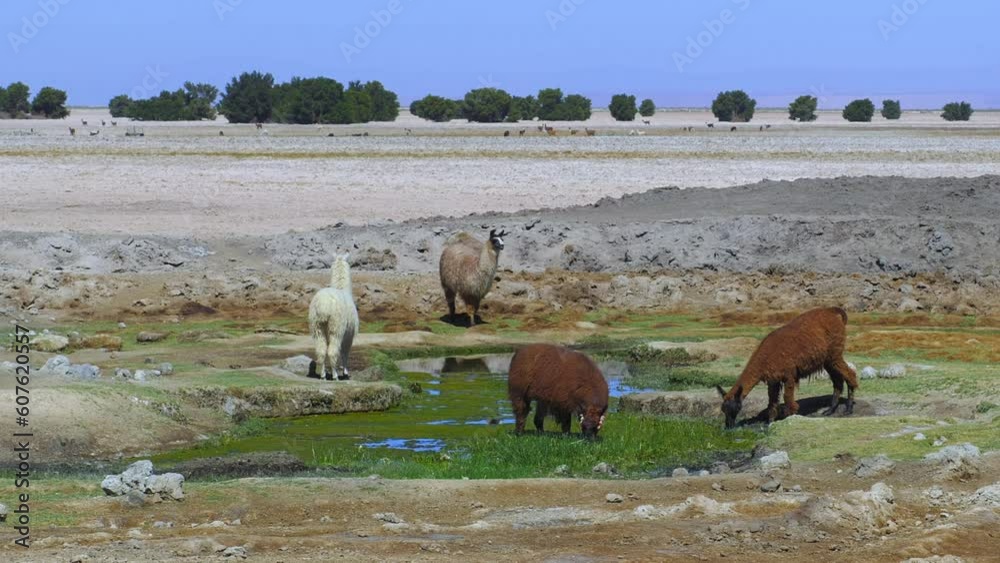 Llamas Enjoying A Drink of Water In Atacama Desert, Northern Chile. Llamas Enjoying A Drink of Water In Atacama Desert, Northern Chile.