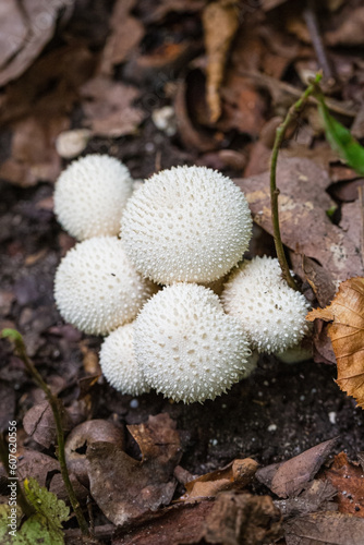 Fotografie Group of Common puffball (Lycoperdon perlatum) mushroom  fruit bodies grows on a