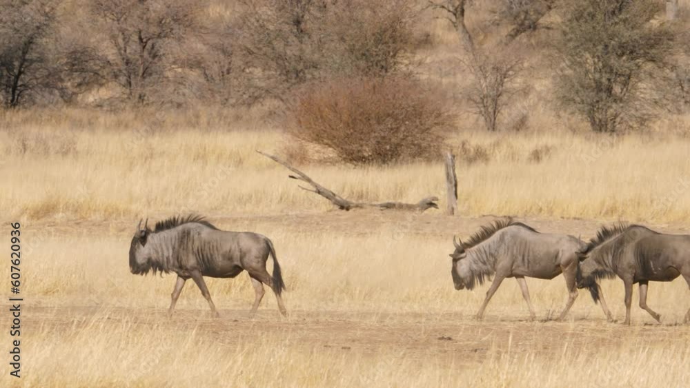 Blue wildebeest herd trek single file across dry savannah of Kalahari in South Africa. Blue wildebeest herd trek single file across dry savannah of Kalahari in South Africa.