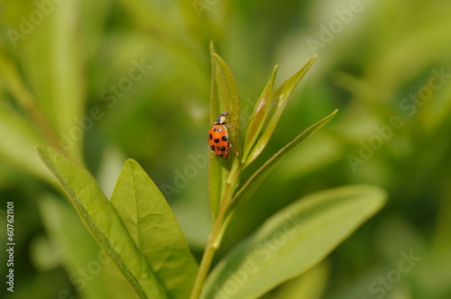 Ladybug on walking on a green plant. © Adam Bialek