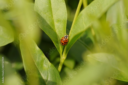 Ladybug on walking on a green plant. © Adam Bialek