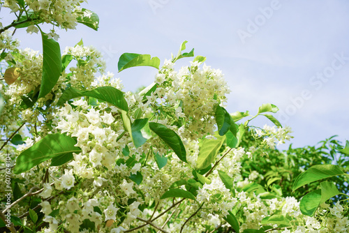 white fragrant Vallaris flower photo