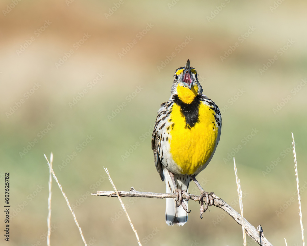Fototapeta premium Western Meadowlark singing from a branch against a smooth background 