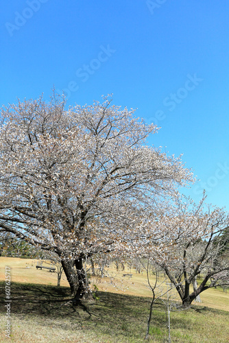 桜と青空 