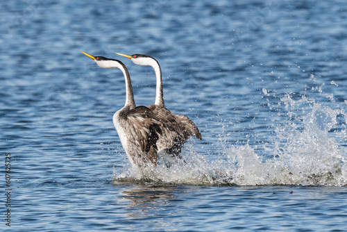 Two Western Grebes rush across the water in a courtship ritual  photo