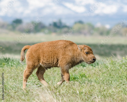 Bison calf in a field with a rocky mountain backdrop
