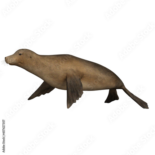 sea lion isolated on white