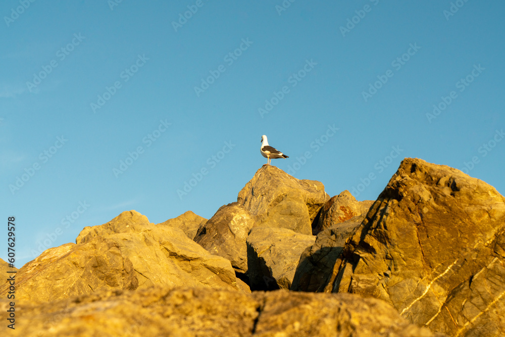 Shot of the gull bird at Funston Beach in California