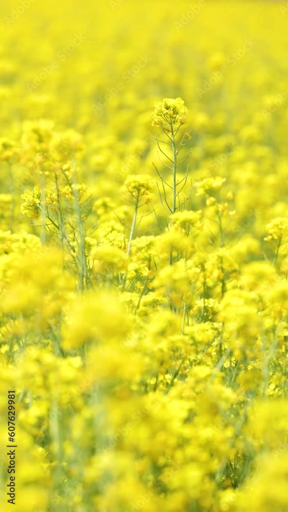 The fields were covered with yellow rape flowers