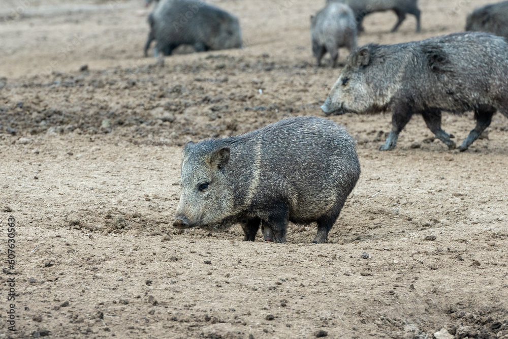 Pecari or javelina or skunk pigs in the Parque Zoologico Lecoq in the capital of Montevideo in Uruguay. Pecari or javelina or skunk pigs in the Parque Zoologico Lecoq in the capital of Montevideo in Uruguay.