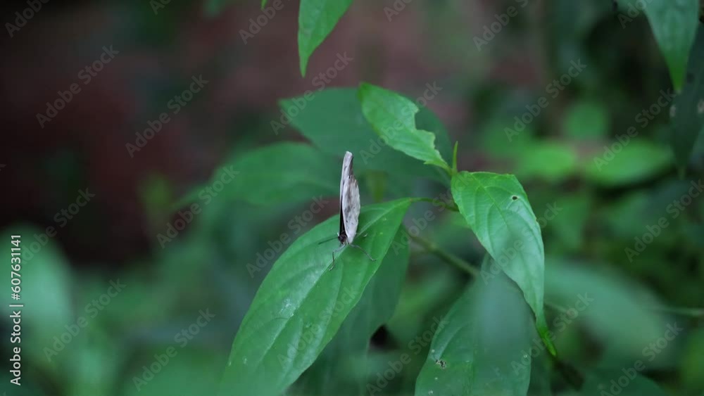 Grey color small butterfly resting on a green leaf Grey color small butterfly resting on a green leaf