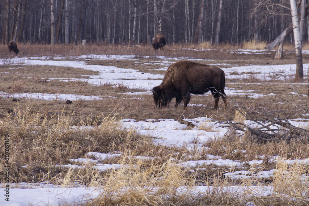 Plains Bison in a Melting Snowfield Plains Bison in a Melting Snowfield