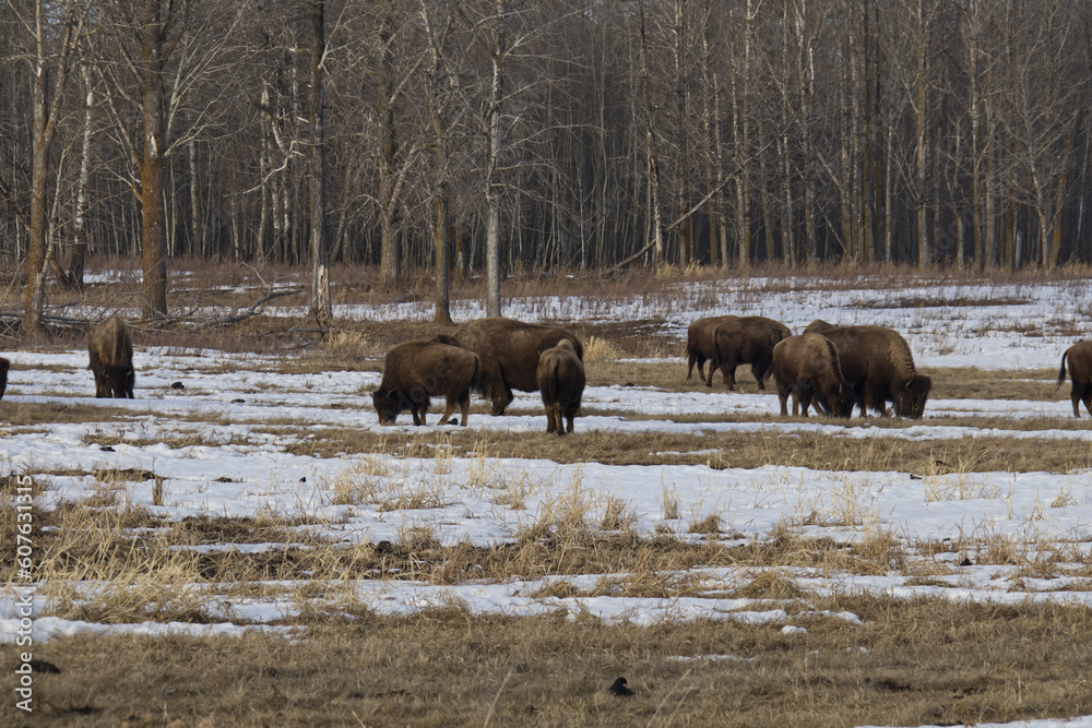 Fototapeta premium Plains Bison in a Melting Snowfield