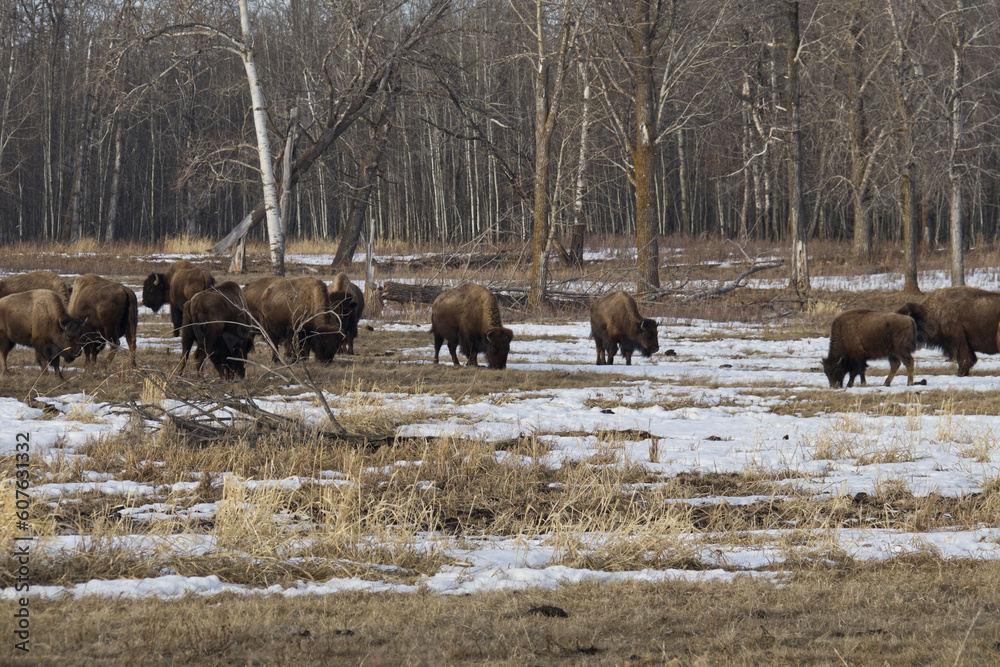 Plains Bison in a Melting Snowfield Plains Bison in a Melting Snowfield