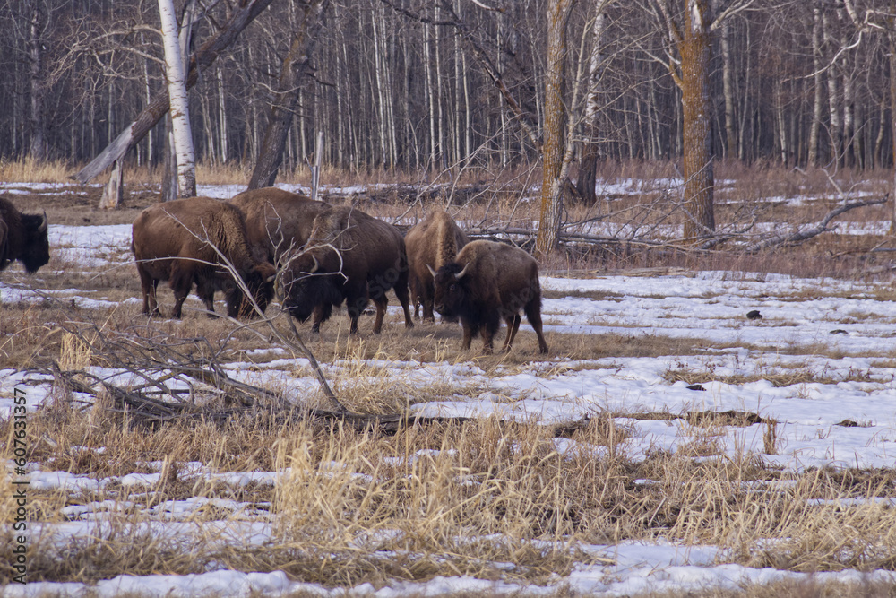 Plains Bison in a Melting Snowfield Plains Bison in a Melting Snowfield