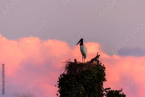 Tuiuiu photo