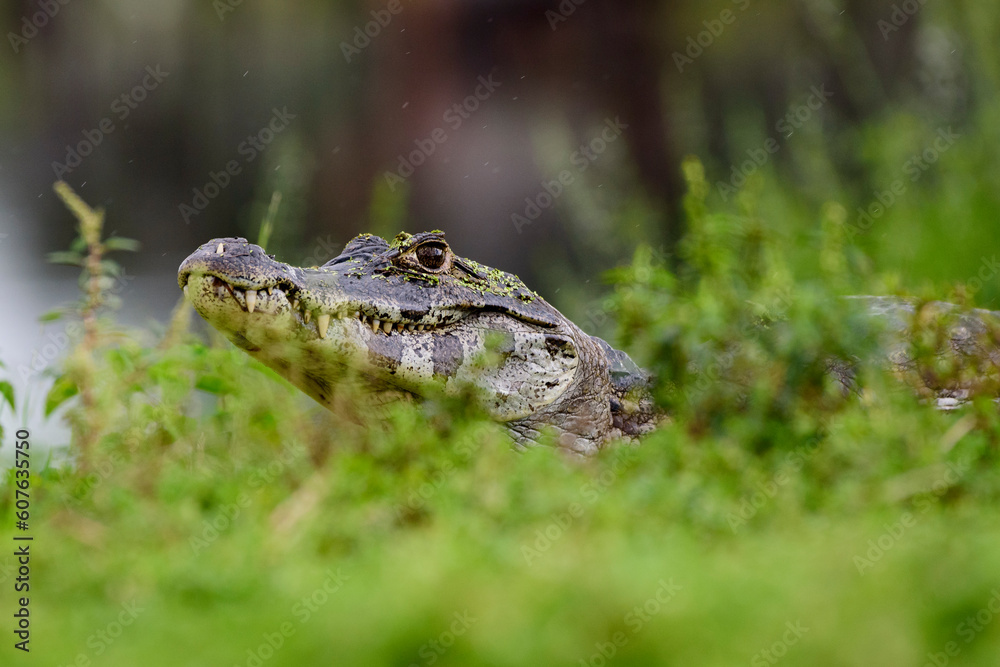 Fototapeta premium fotos de natureza pantanal brasil