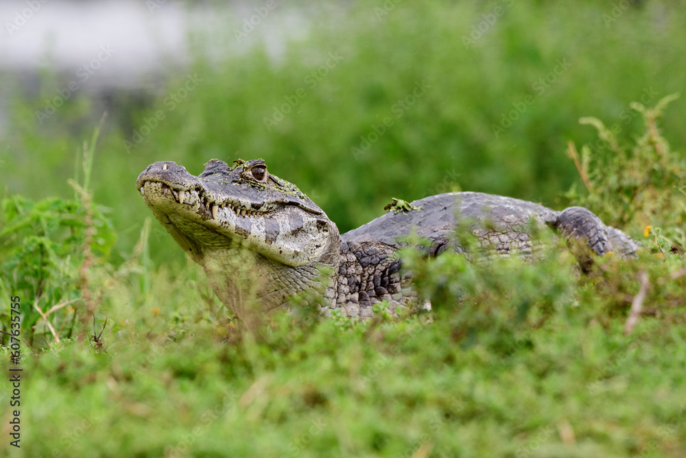 Naklejka premium fotos de natureza pantanal brasil