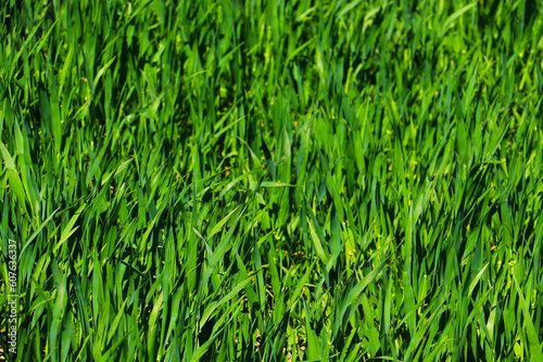 green grass weed plant nature landscape © Ampalyze