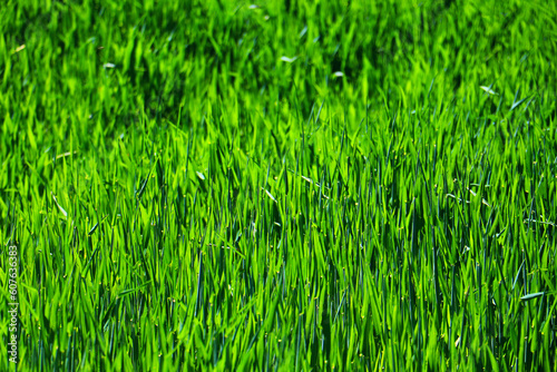 green grass weed plant nature landscape