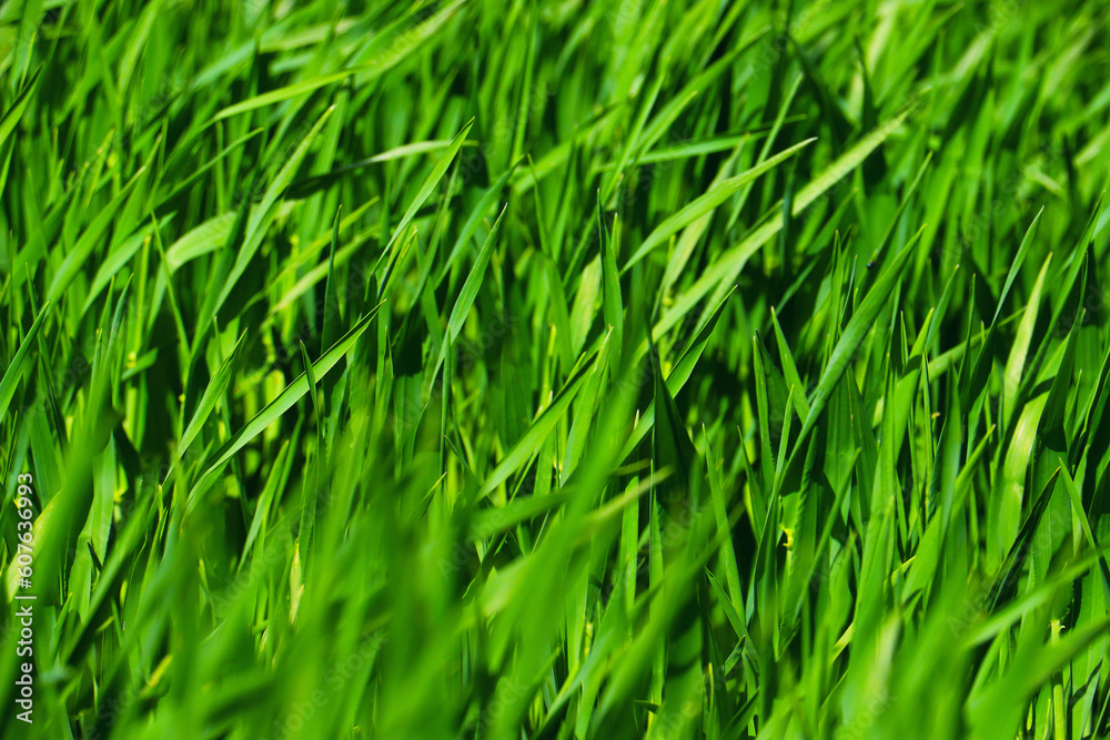 green grass weed plant nature landscape green grass weed plant nature landscape