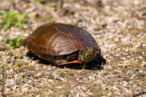 Painted Turtle In Shell