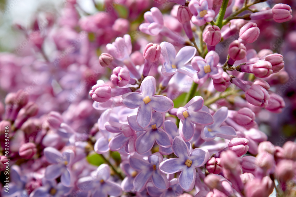 Purple Shades of Lilac Flowers