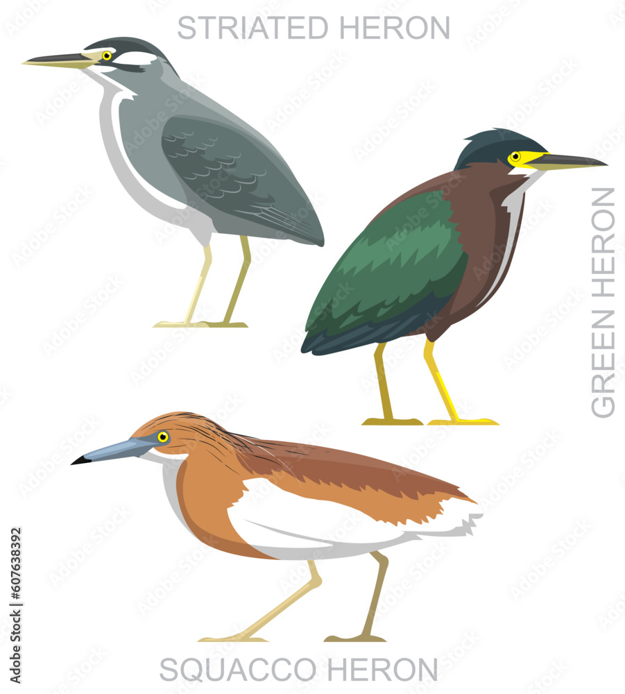 Fototapeta premium Cute Bird Green Striated Squacco Heron Set Cartoon Vector 