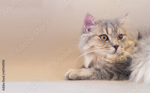 Persian cat lay down on the sofa and looked at something
