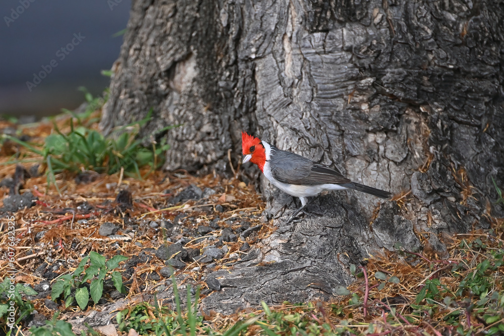 A Red-crested Cardinal (Paroaria coronata) searching for food on the ground near Honolulu, Hawaii. A Red-crested Cardinal (Paroaria coronata) searching for food on the ground near Honolulu, Hawaii.