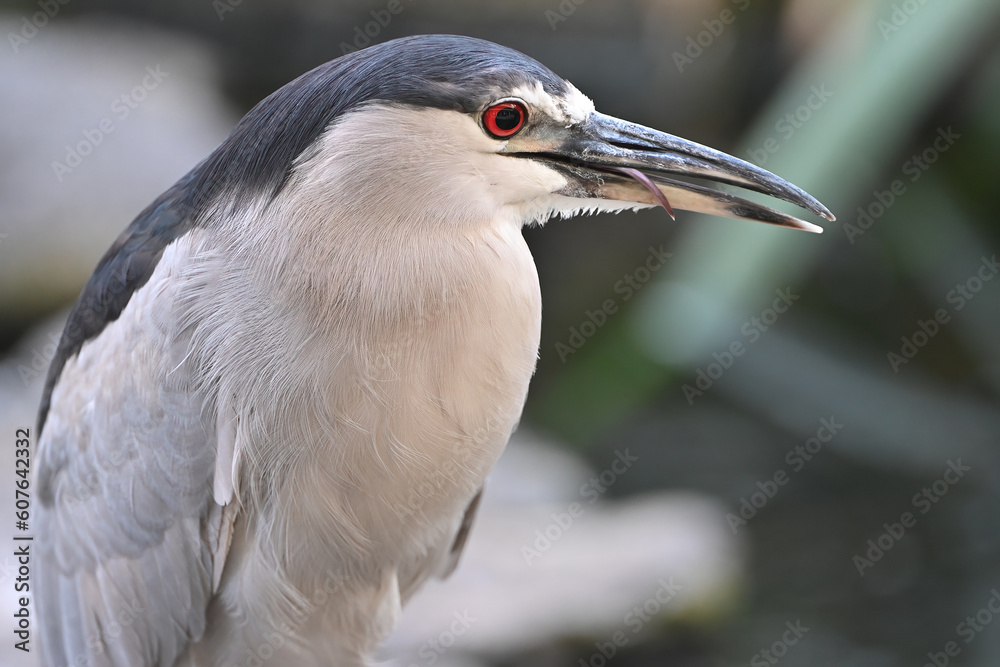 A Black-crowned Night-Heron (Nycticorax nycticorax) licks its bill after eating a small fish near Honolulu, Hawaii.
