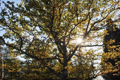 Sun through autumn leaves 