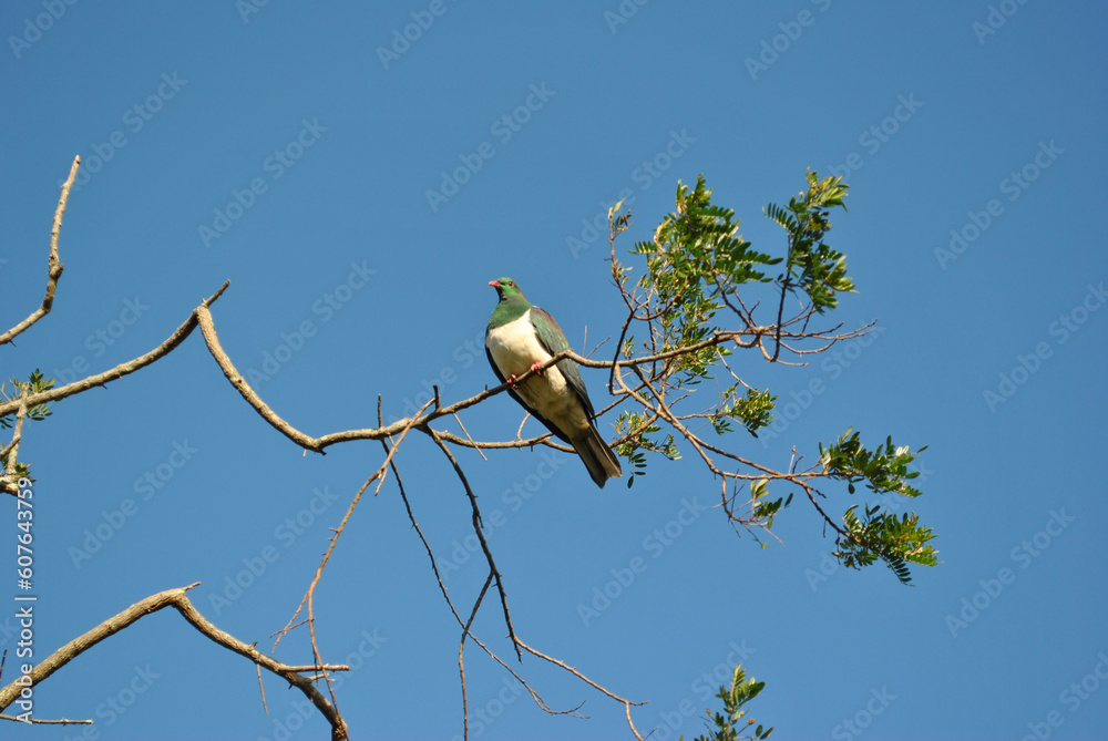 Kereru on a tree branch, native pigeon, New Zealand Kereru on a tree branch, native pigeon, New Zealand