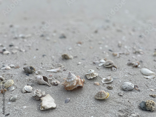 Shell foreground faded sandy background