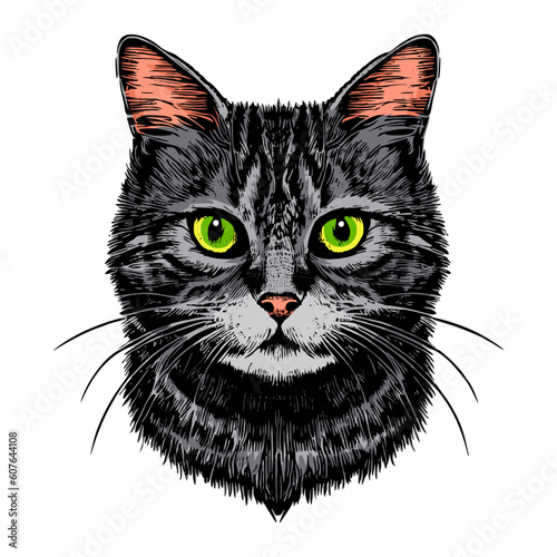 Hand drawn cat vector illustration. Cute grey cat drawing. Realistic cat drawing. Grey striped cat head. Cute kitten illustration. For print, poster, postcard, sticker, tattoo, t-shirt, street wear