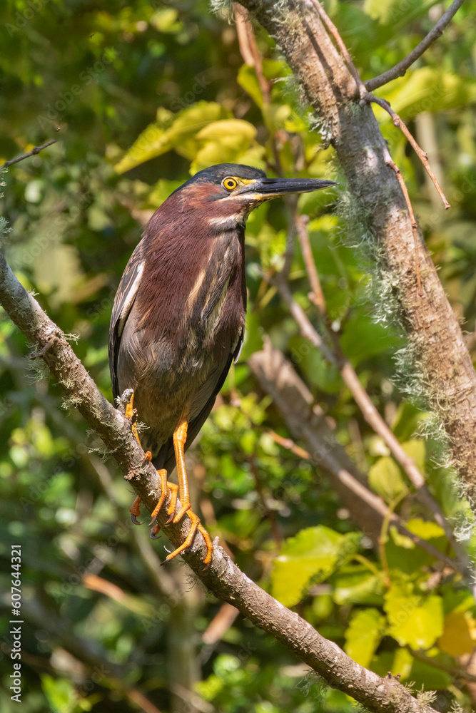 Fototapeta premium Green heron perched on a tree branch