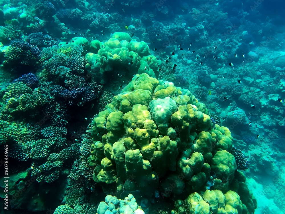 Fototapeta premium coral reef and coral