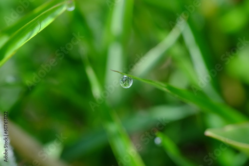 A dew drop on green grass.