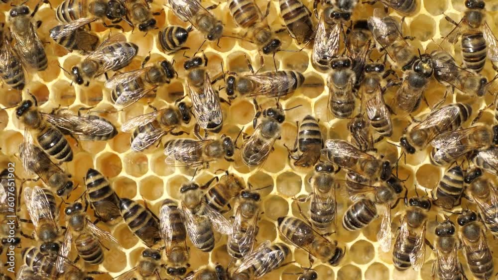 Colony life of honey bees.
The frame includes larvae of developing insects delivered to the hive. Colony life of honey bees.
The frame includes larvae of developing insects delivered to the hive.
